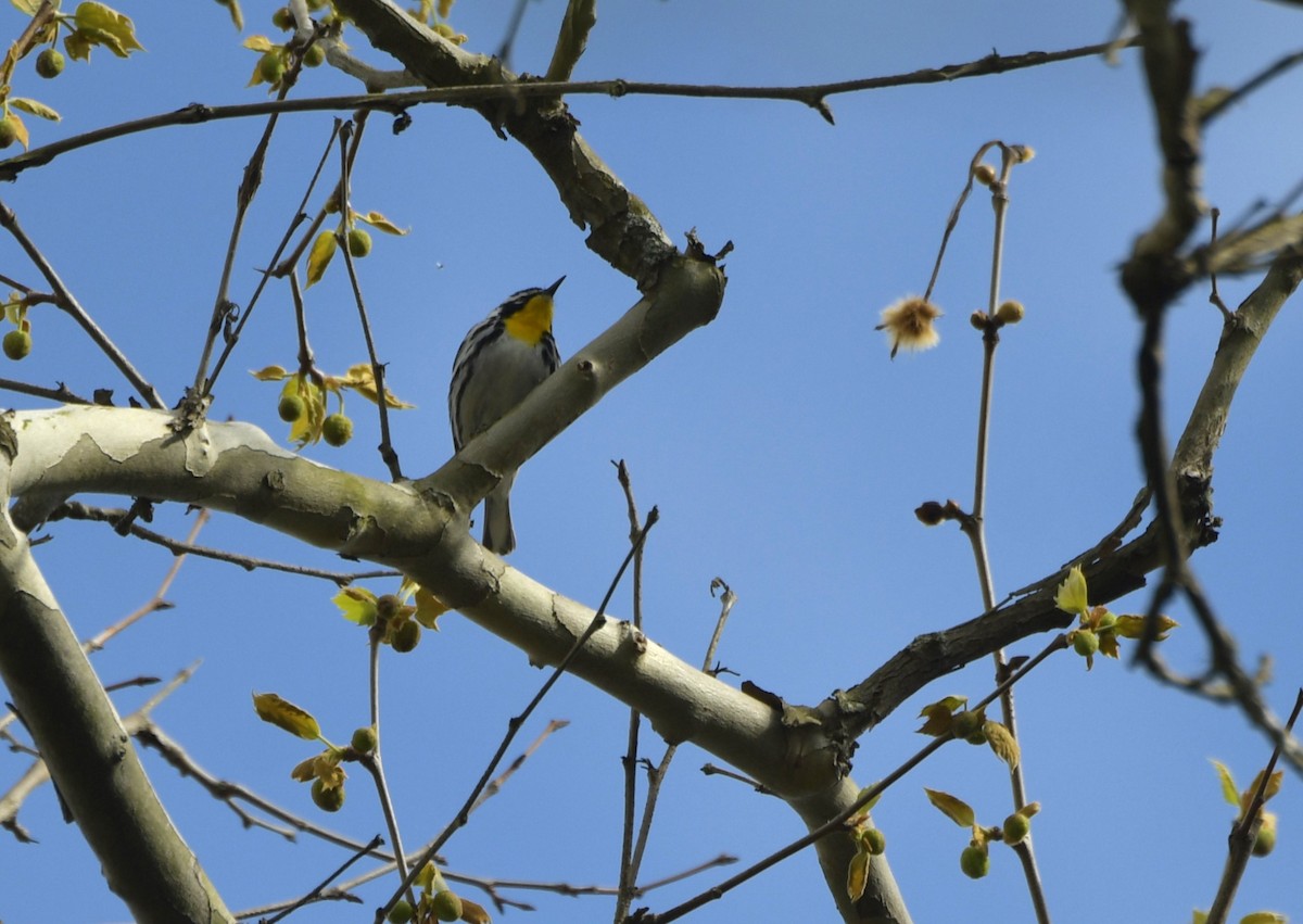 Yellow-throated Warbler - ML617927632