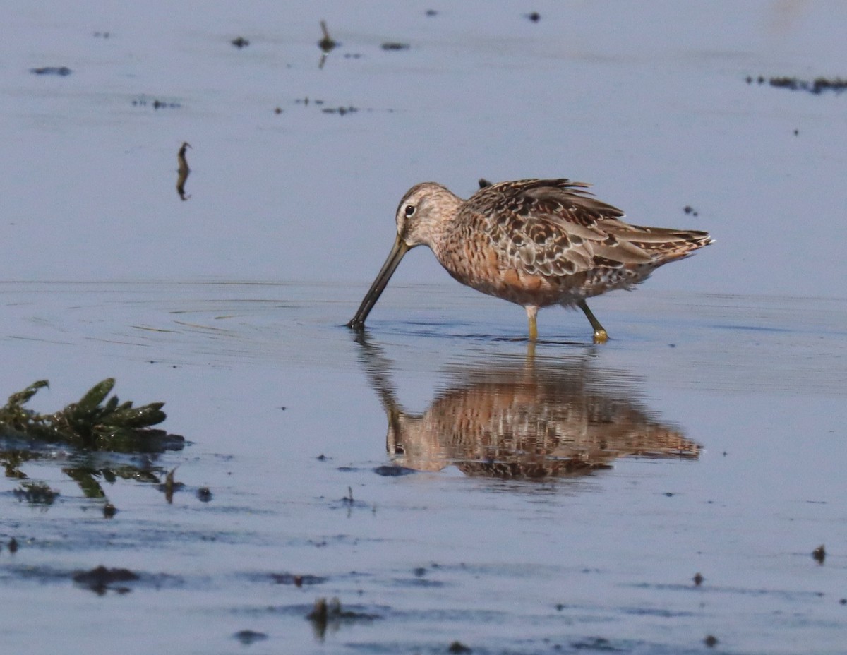 Long-billed Dowitcher - ML617927671
