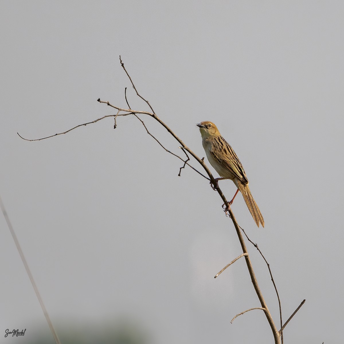 Bristled Grassbird - Som Mandal