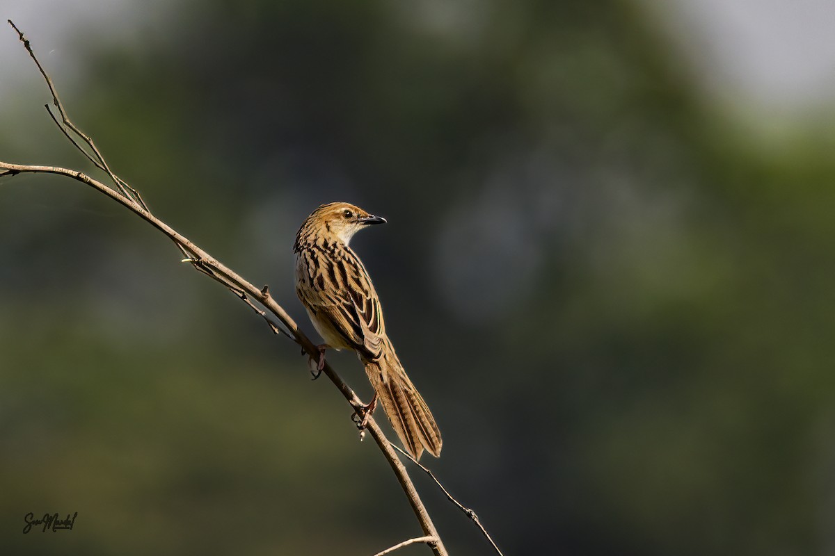 Bristled Grassbird - Som Mandal