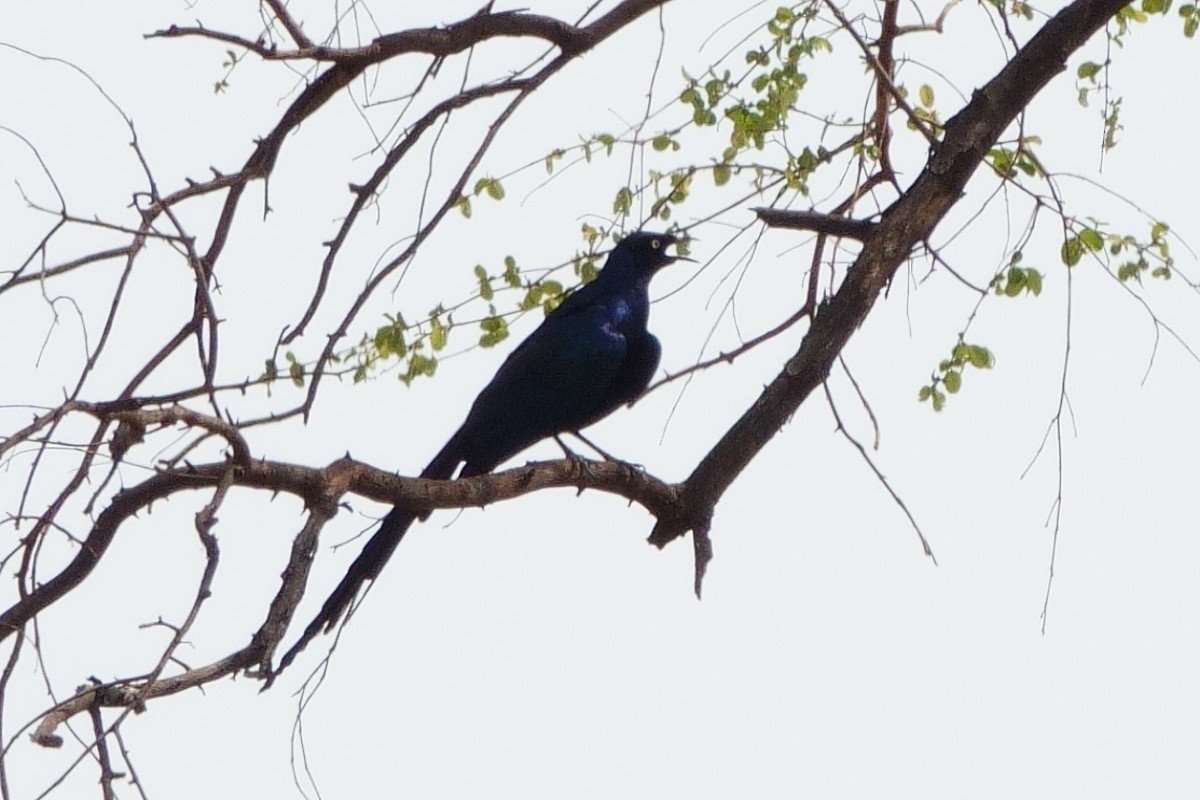 Long-tailed Glossy Starling - Carl Haynie