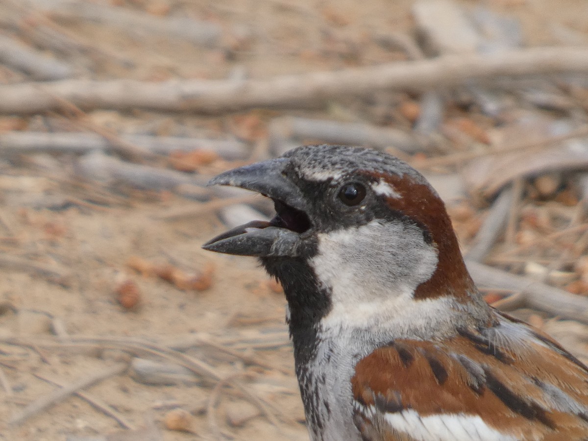 Spanish Sparrow - יהודה שוורצפוקס