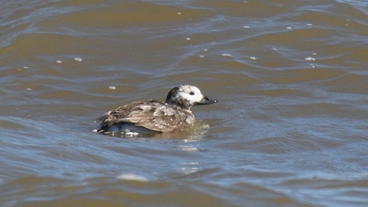 Long-tailed Duck - ML617927713