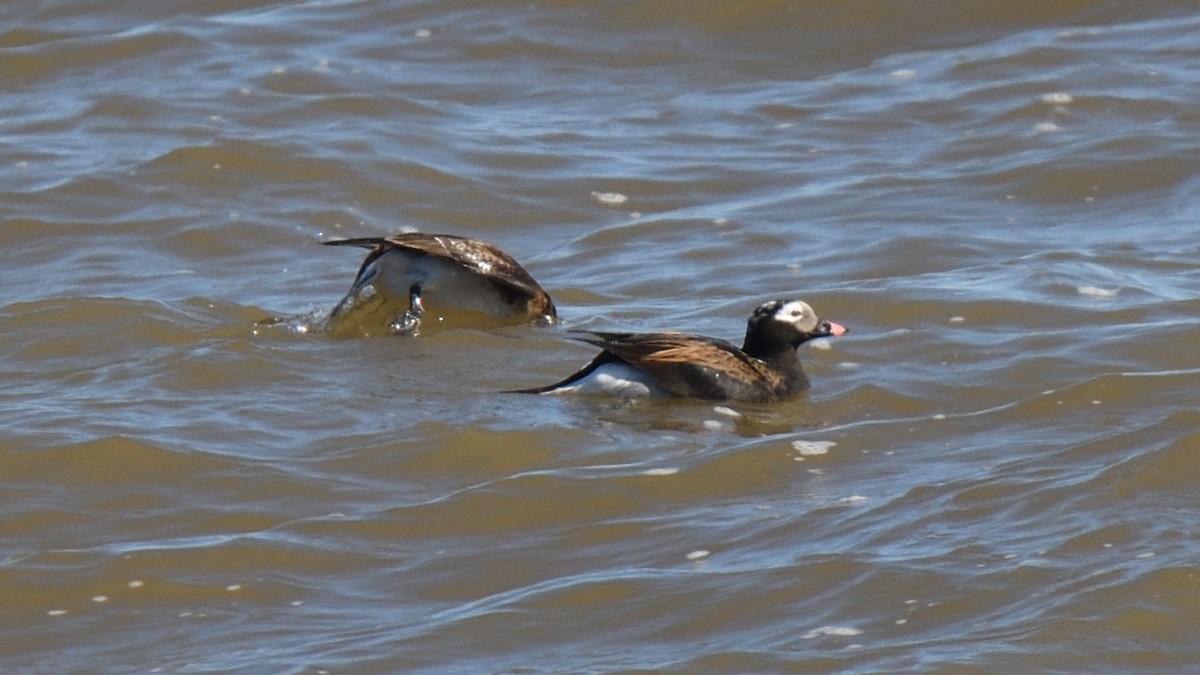 Long-tailed Duck - ML617927714