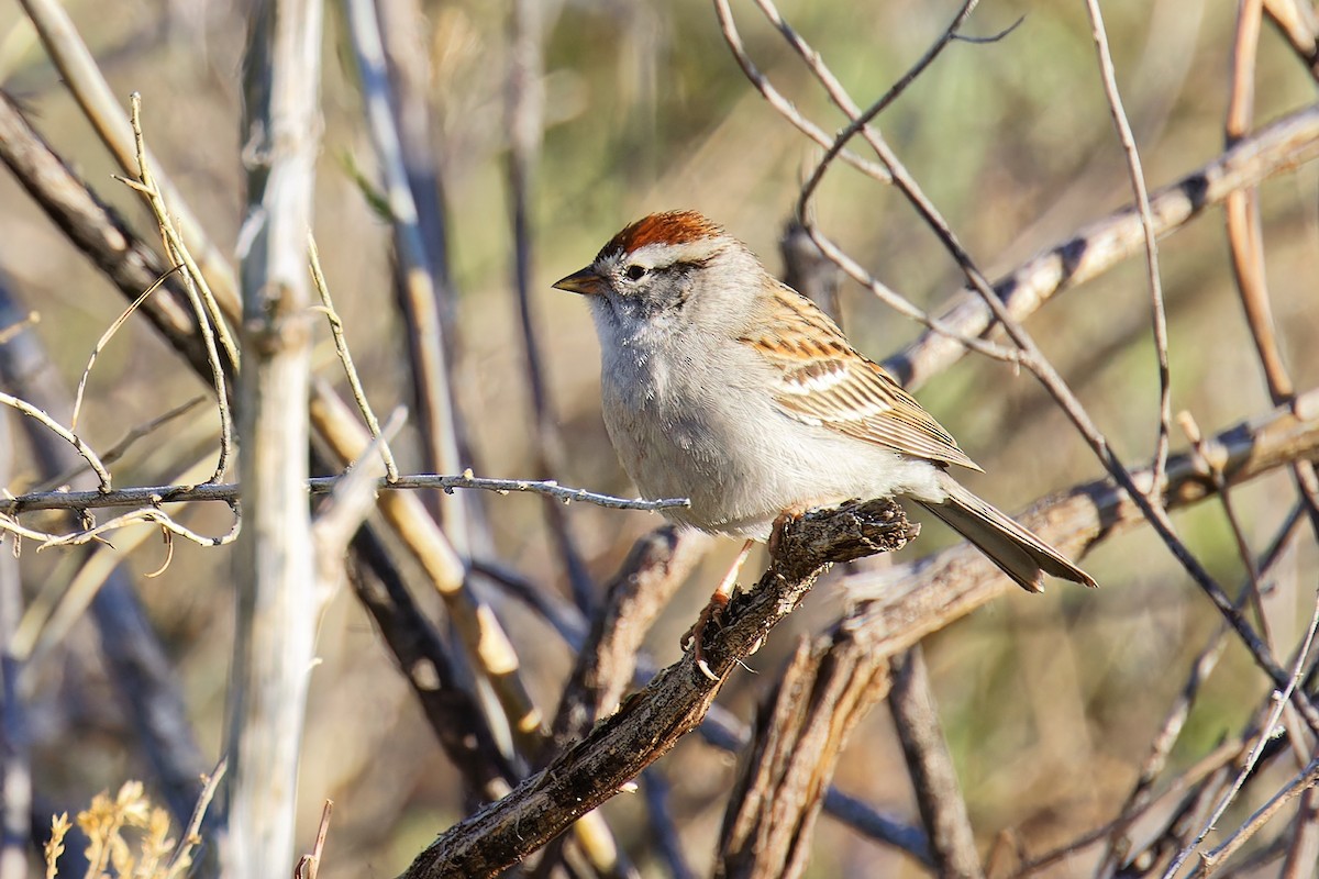 Chipping Sparrow - ML617927716