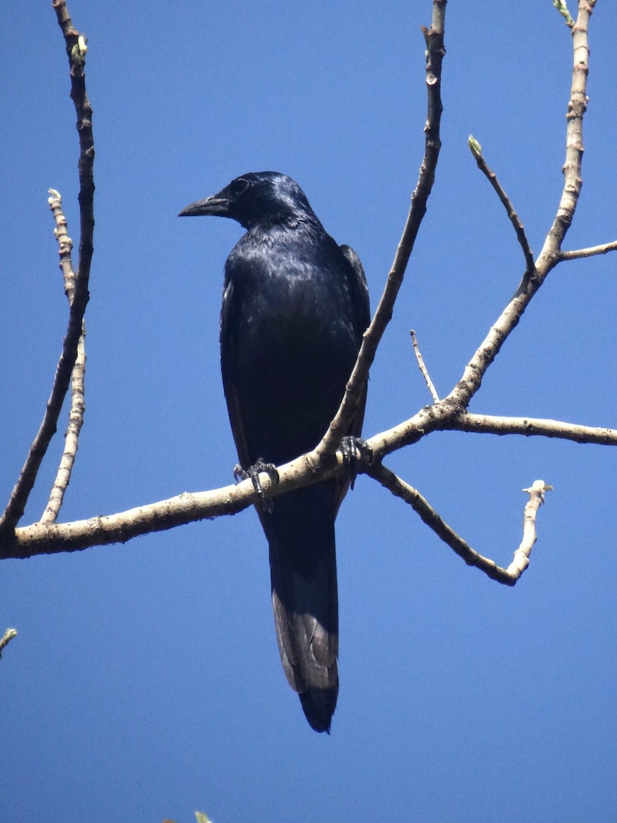 Red-winged Starling - ML617927757