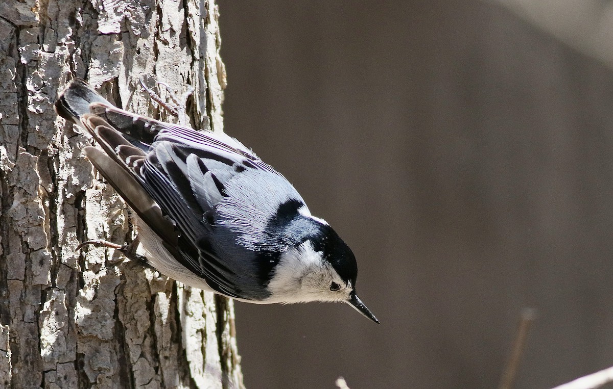 White-breasted Nuthatch - Carlos  Pedro