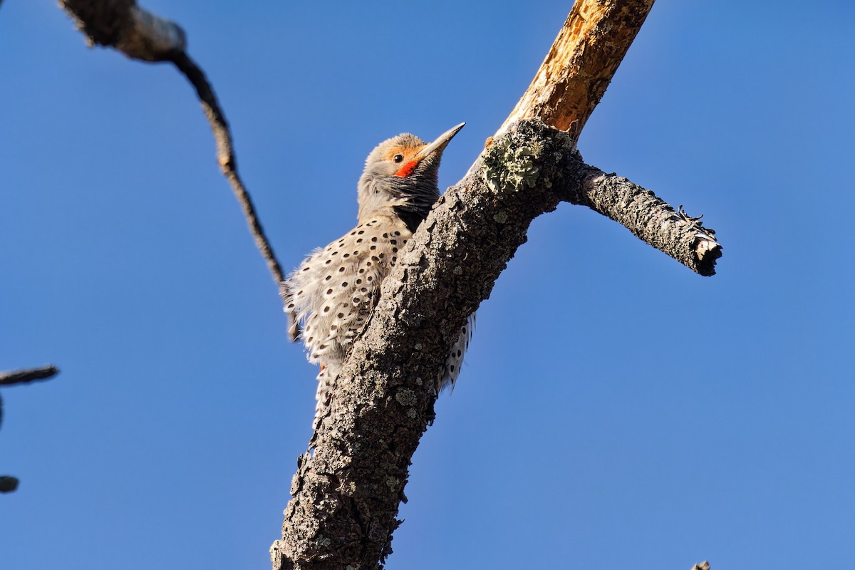 Northern Flicker (Red-shafted) - ML617927768
