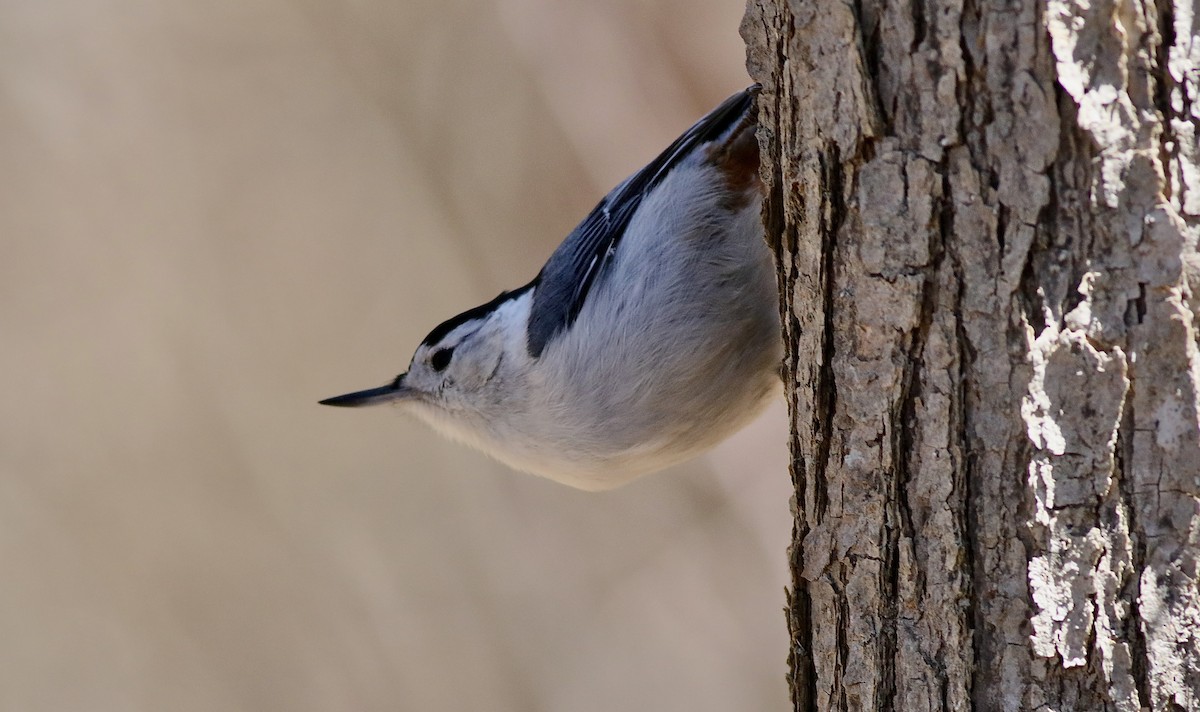 White-breasted Nuthatch - ML617927774