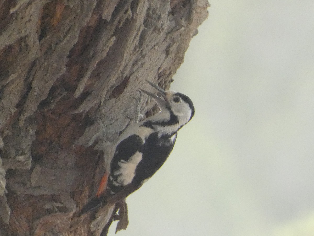 Syrian Woodpecker - ML617927786