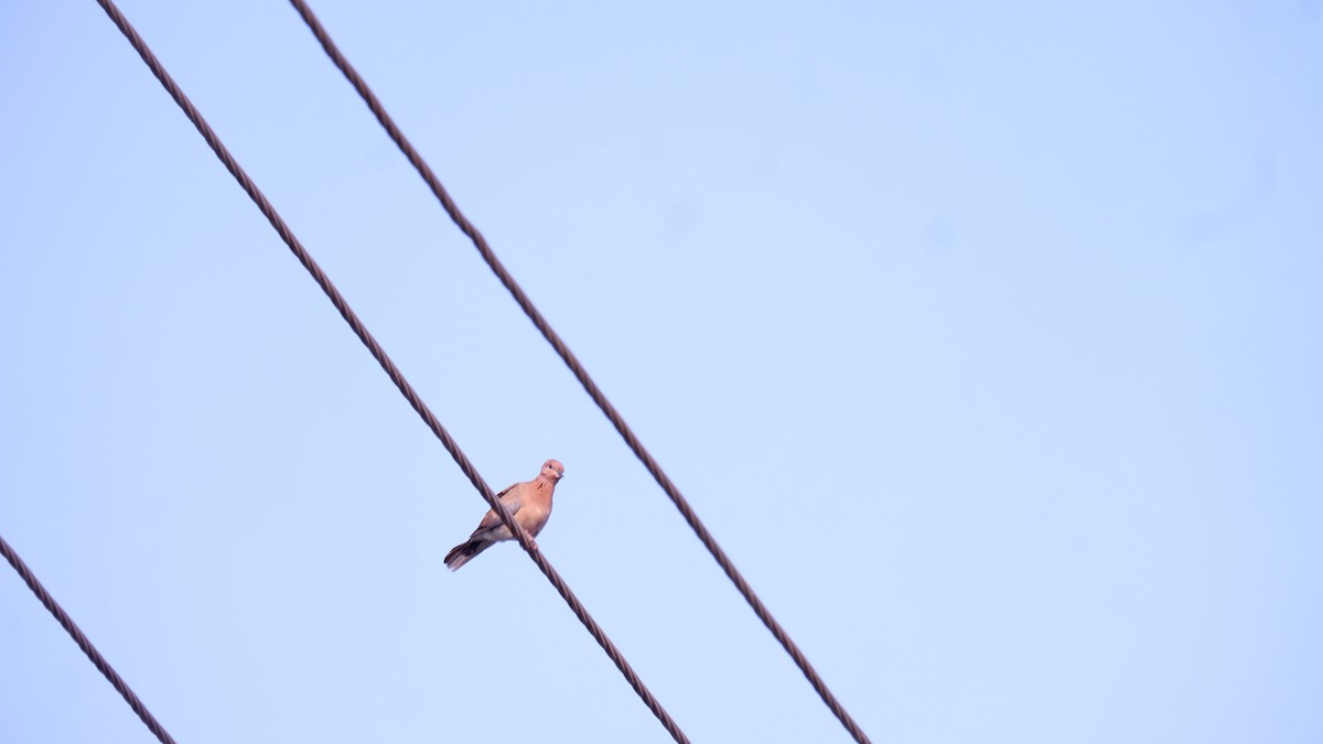 Laughing Dove - ML617927825
