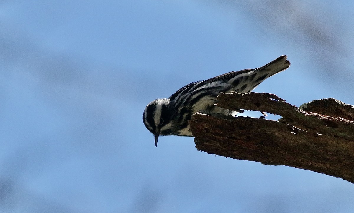 Black-and-white Warbler - ML617927826
