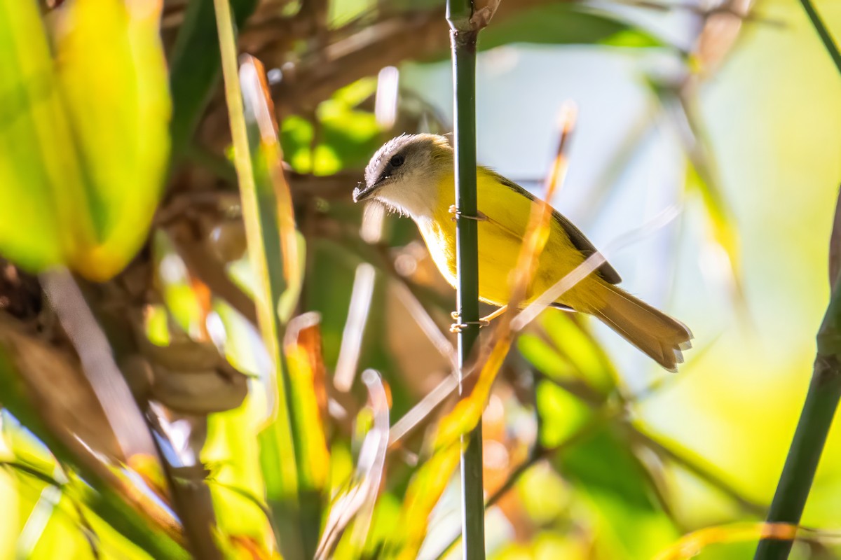 Yellow-bellied Warbler - ML617927832