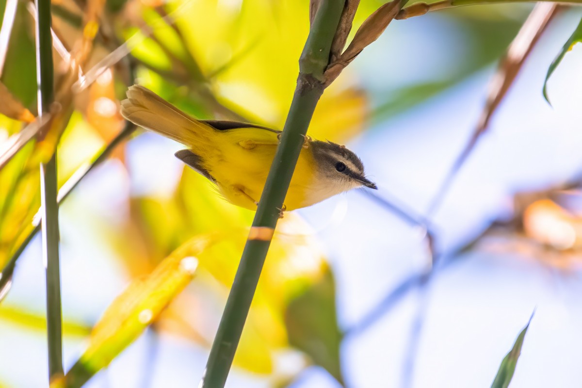 Yellow-bellied Warbler - ML617927833