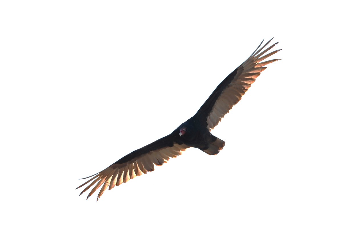 Turkey Vulture - ML617927842