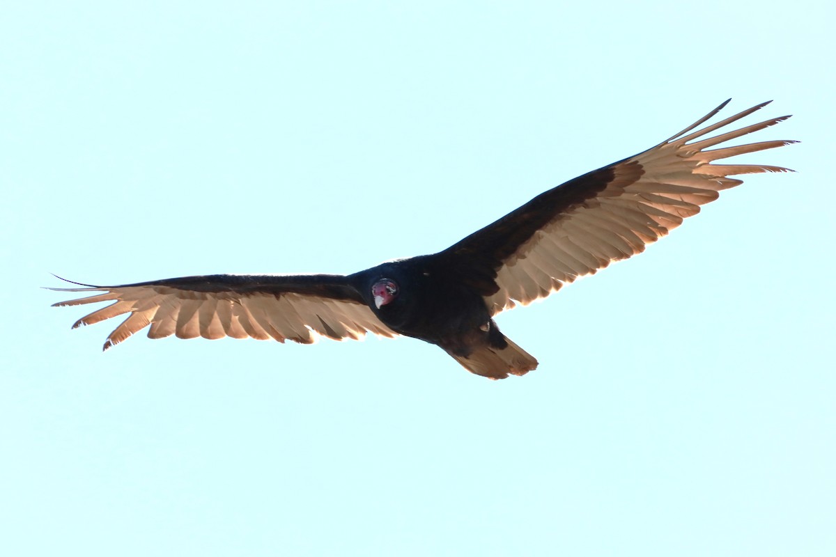 Turkey Vulture - Philip Barden