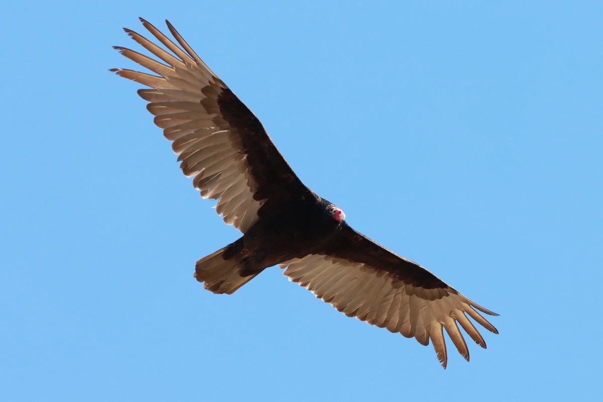 Turkey Vulture - ML617927844