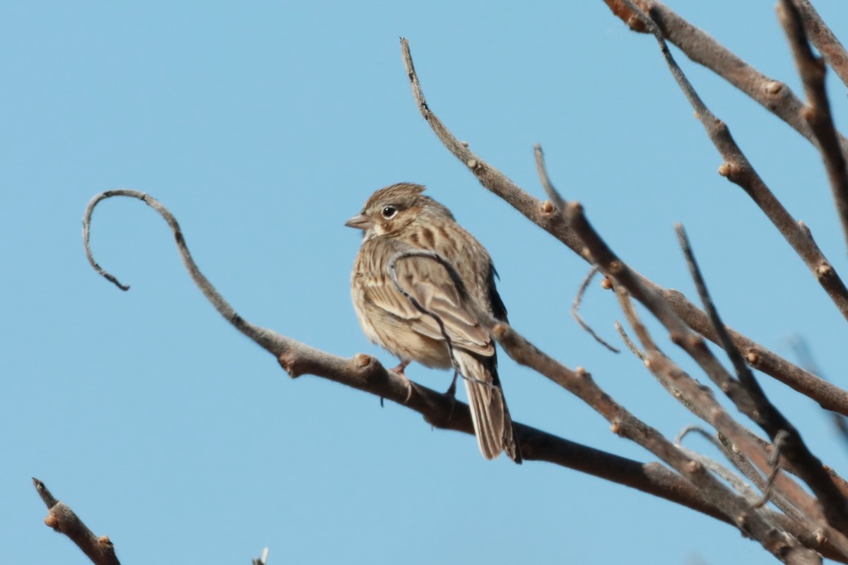 Vesper Sparrow - Philip Barden