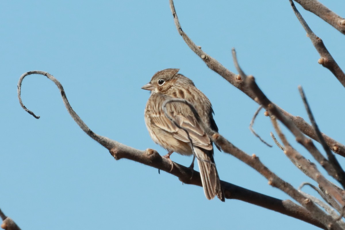 Vesper Sparrow - ML617927851