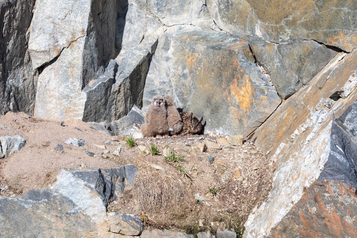 Eurasian Eagle-Owl - ML617927854