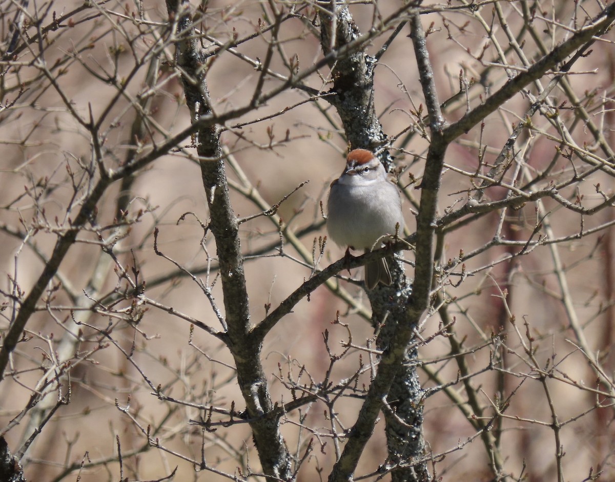 Chipping Sparrow - ML617927858