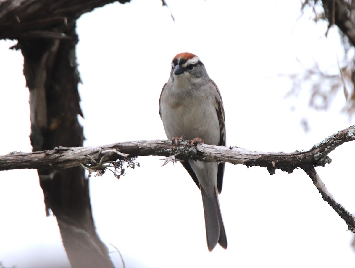 Chipping Sparrow - ML617927881