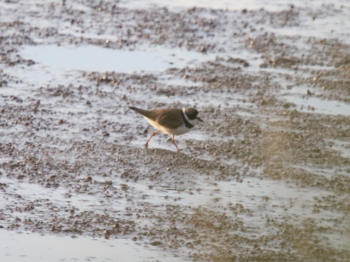 Semipalmated Plover - Zach Haring