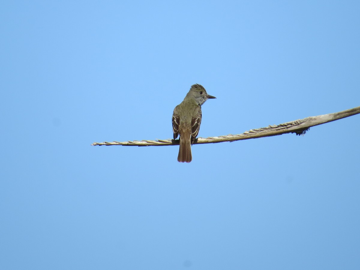 Great Crested Flycatcher - ML617928010