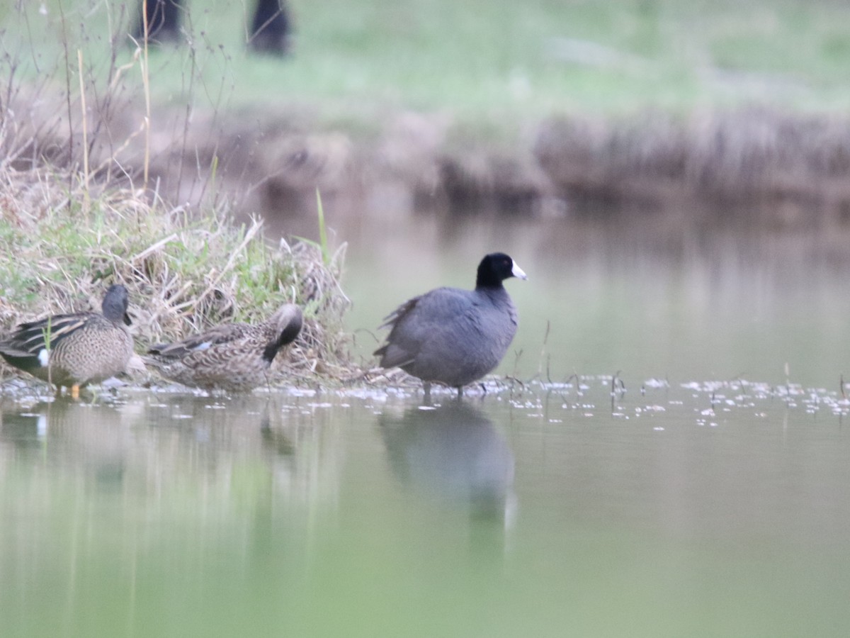 American Coot - Zach Haring