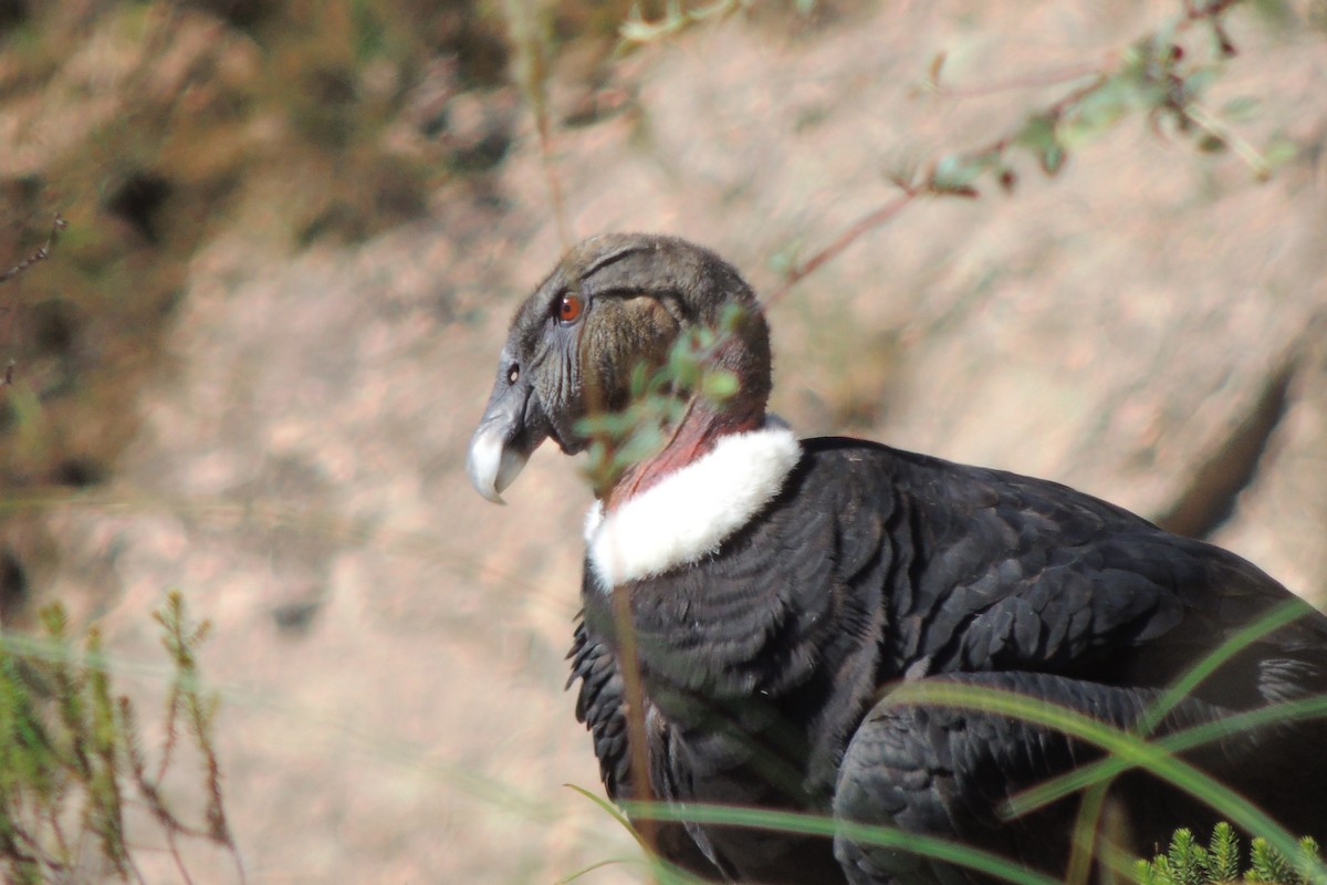 Andean Condor - ML617928078