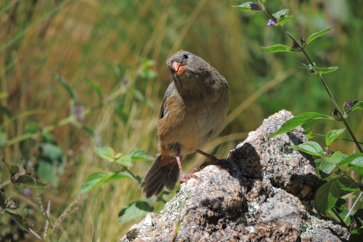 Plain-colored Seedeater - ML617928126