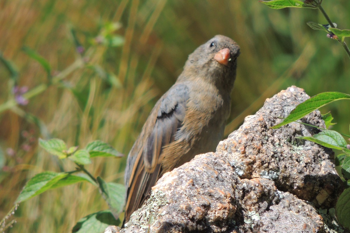 Plain-colored Seedeater - ML617928128