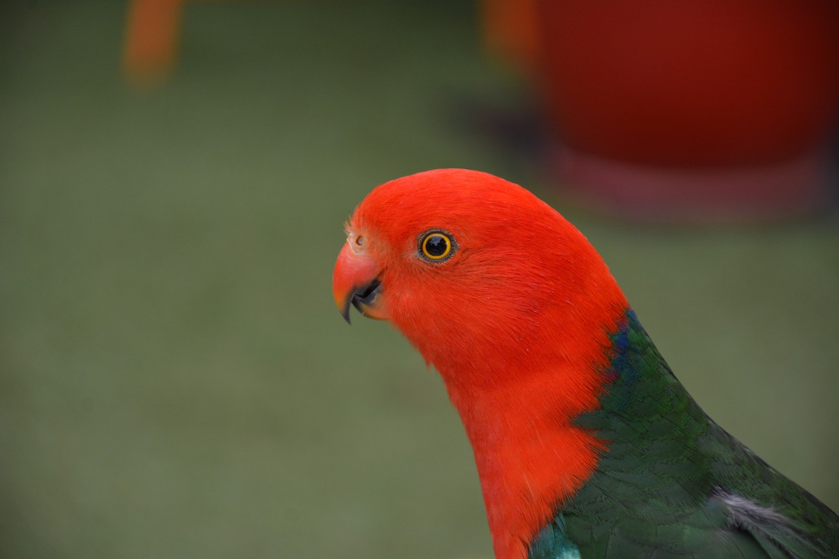 Avustralya Kral Papağanı - ML617928163