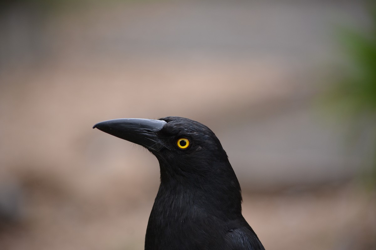 Pied Currawong - ML617928176