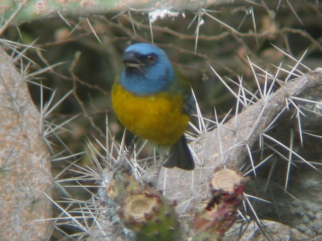 Blue-and-yellow Tanager - ML617928183
