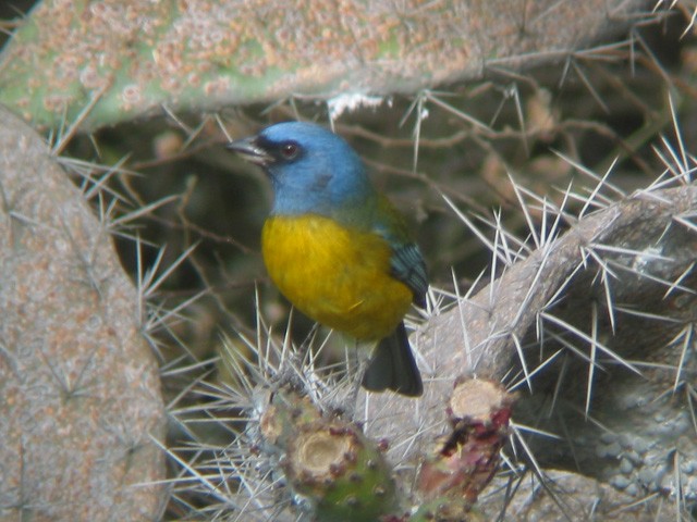 Blue-and-yellow Tanager - Ryan Merrill