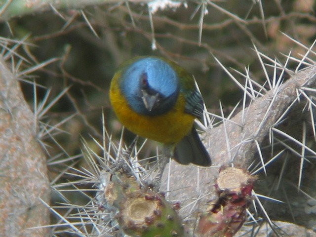 Blue-and-yellow Tanager - Ryan Merrill