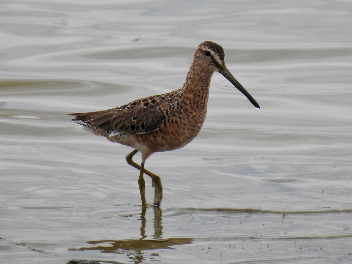 Long-billed Dowitcher - ML617928194