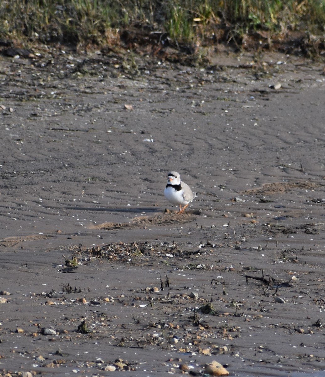 Piping Plover - ML617928202