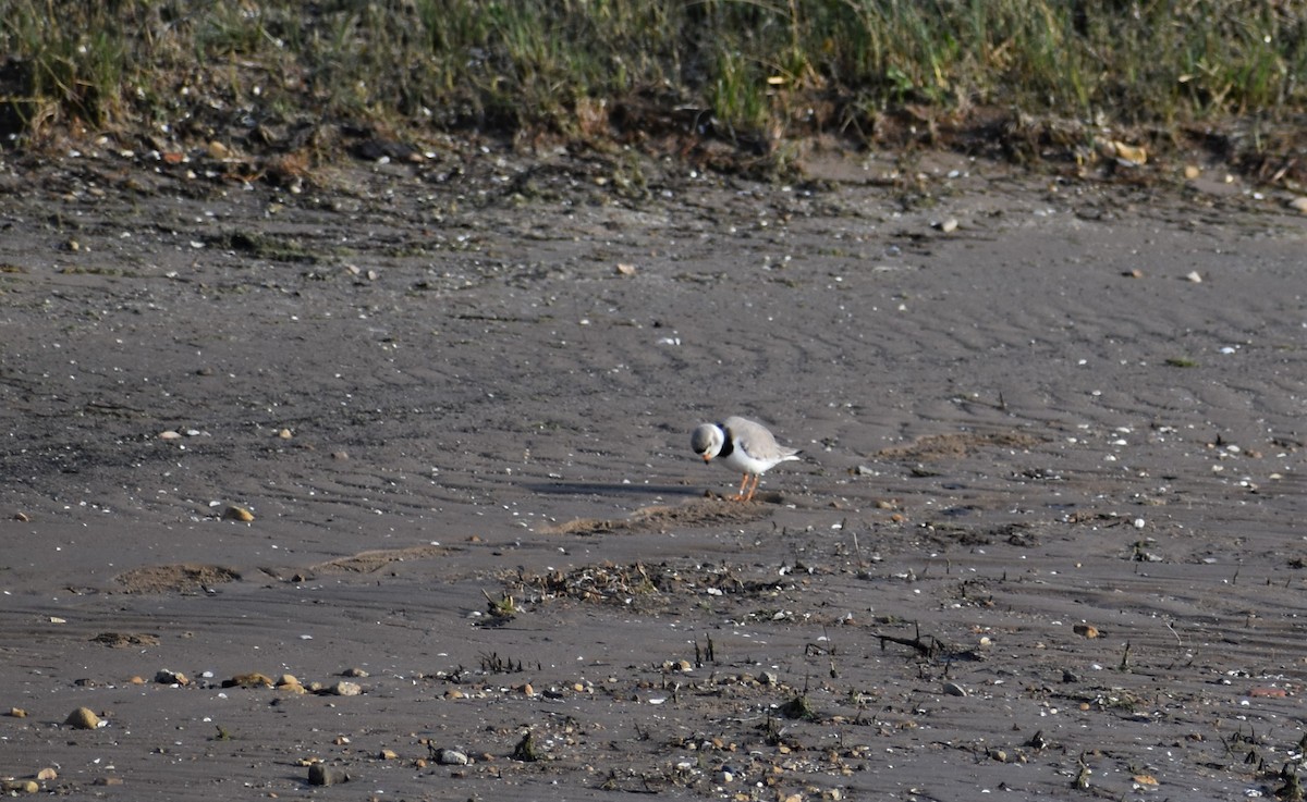 Piping Plover - ML617928203