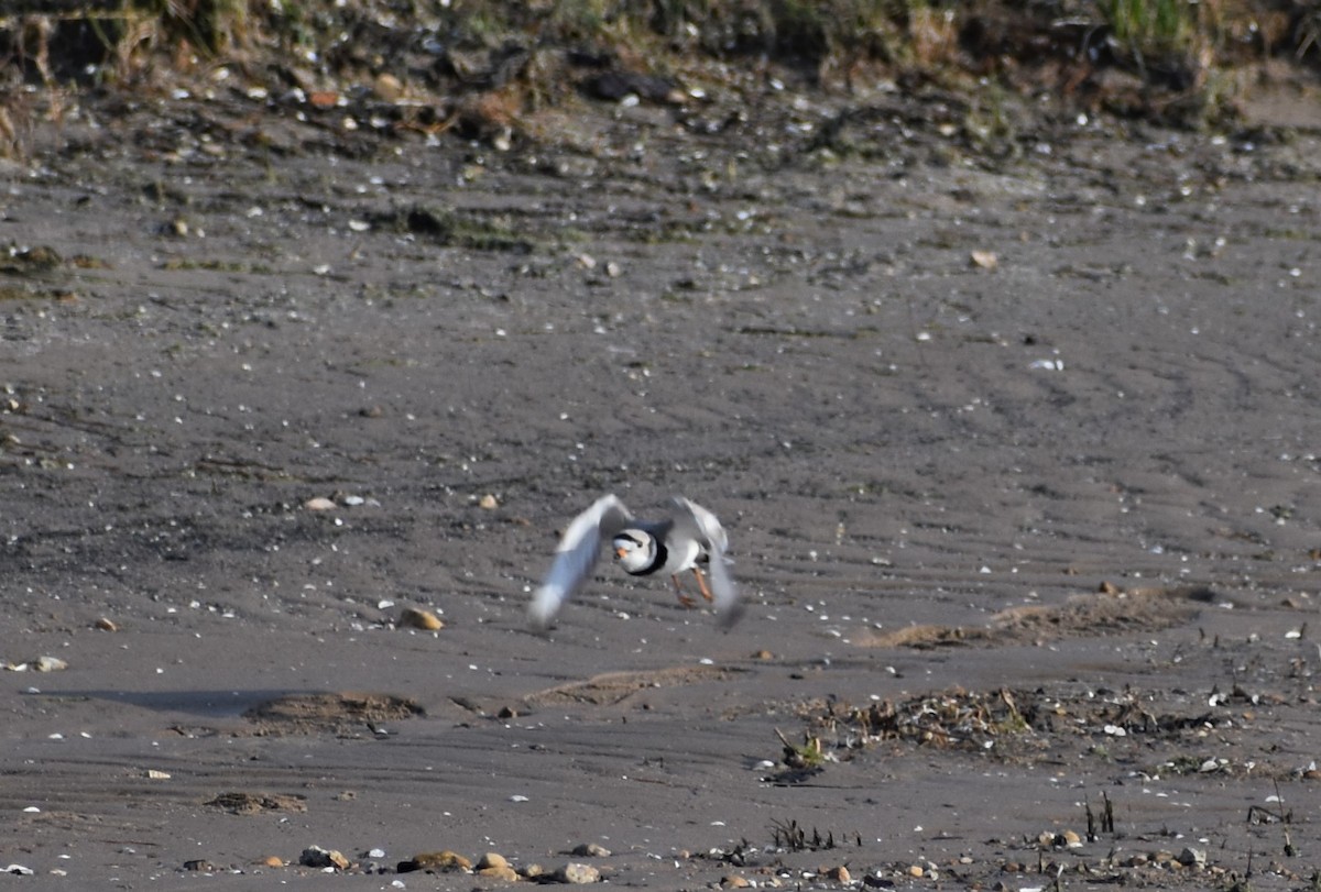 Piping Plover - ML617928204
