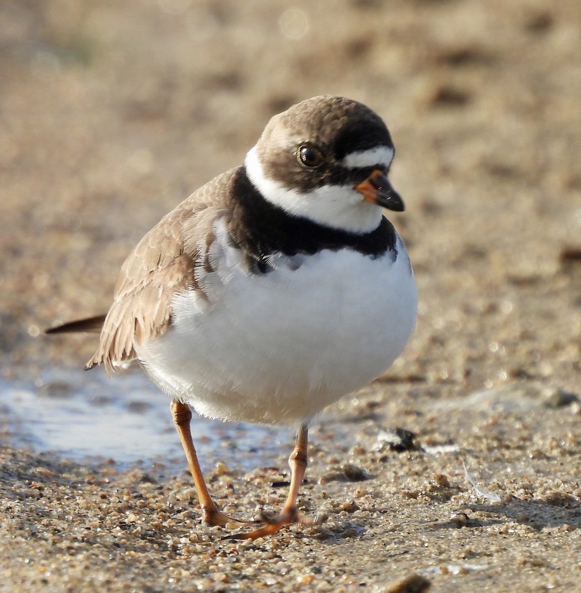 Semipalmated Plover - ML617928207