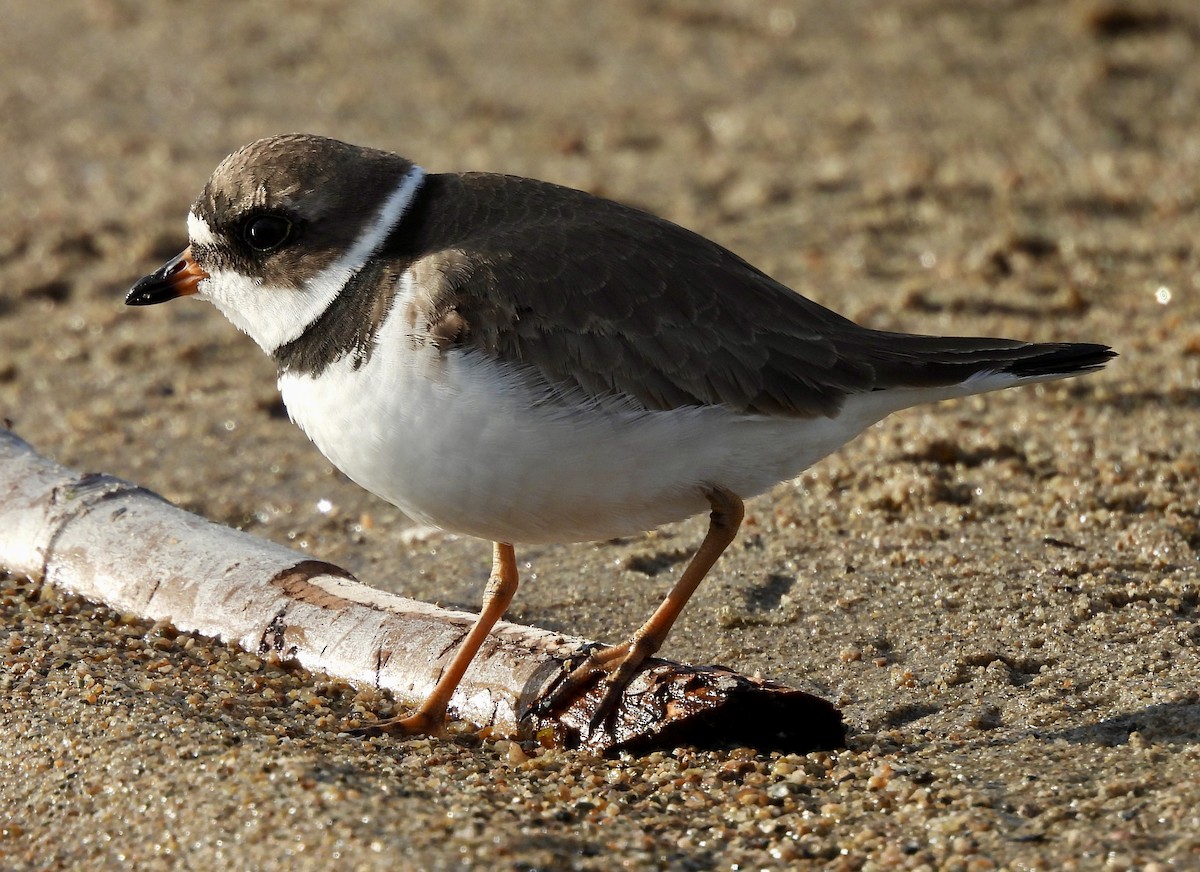 Semipalmated Plover - ML617928208