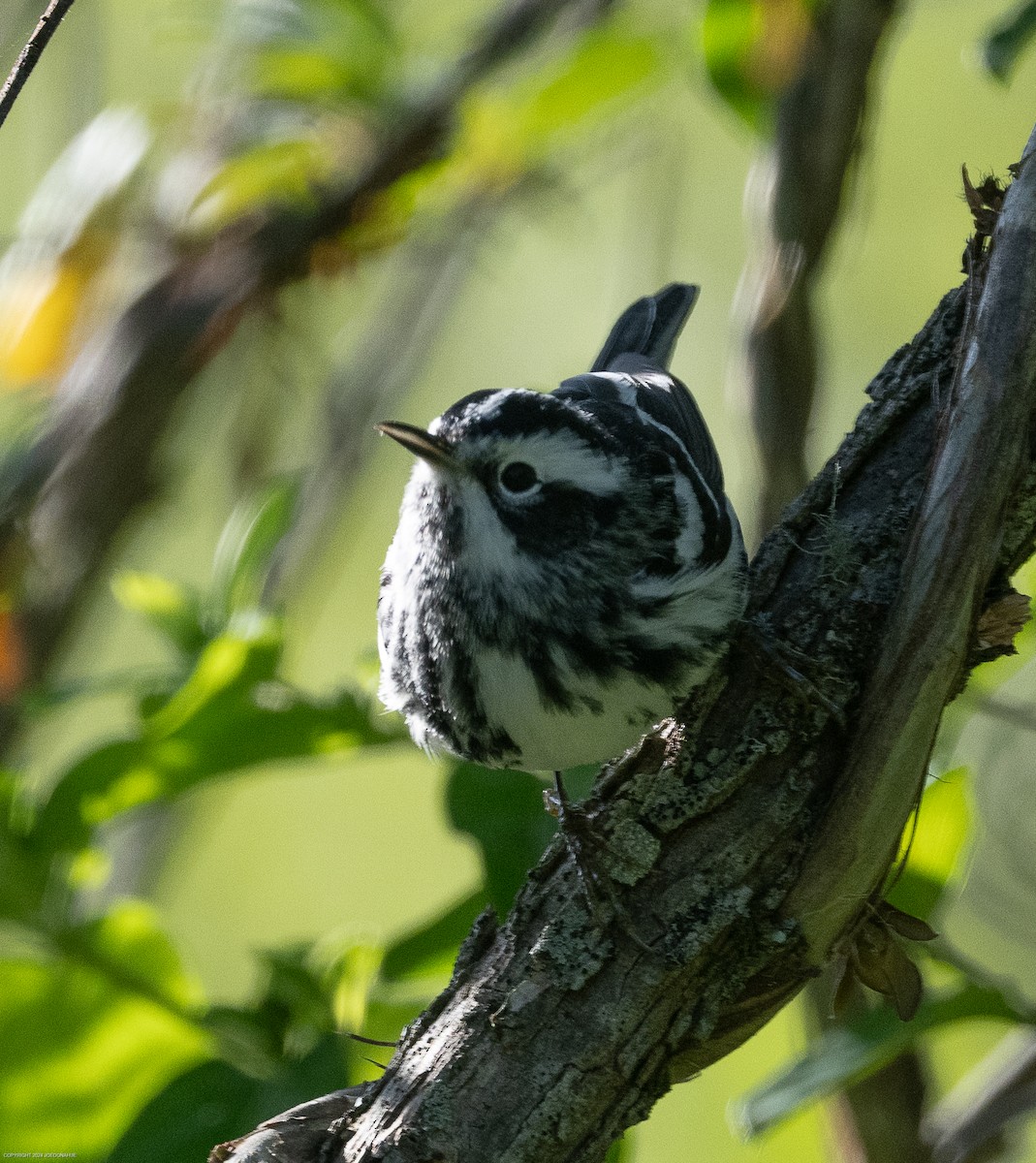 Black-and-white Warbler - ML617928249