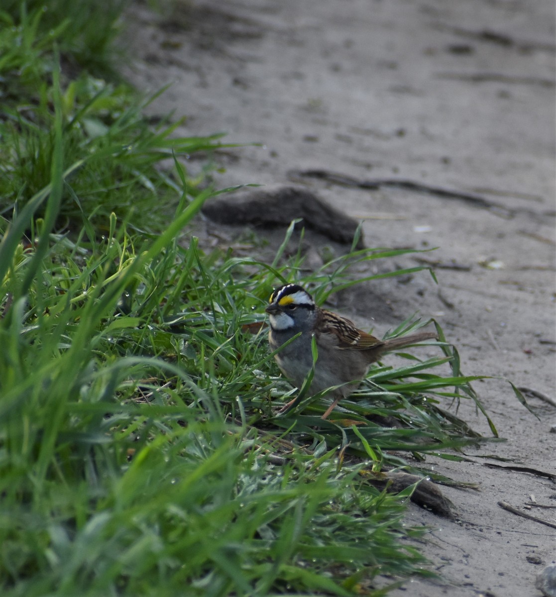 White-throated Sparrow - ML617928250