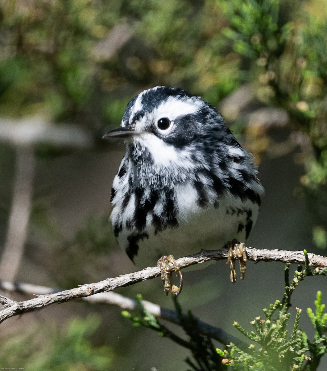 Black-and-white Warbler - ML617928251