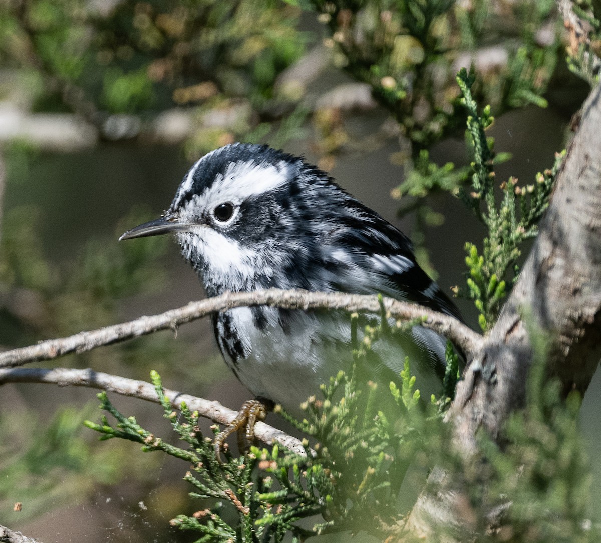 Black-and-white Warbler - ML617928252