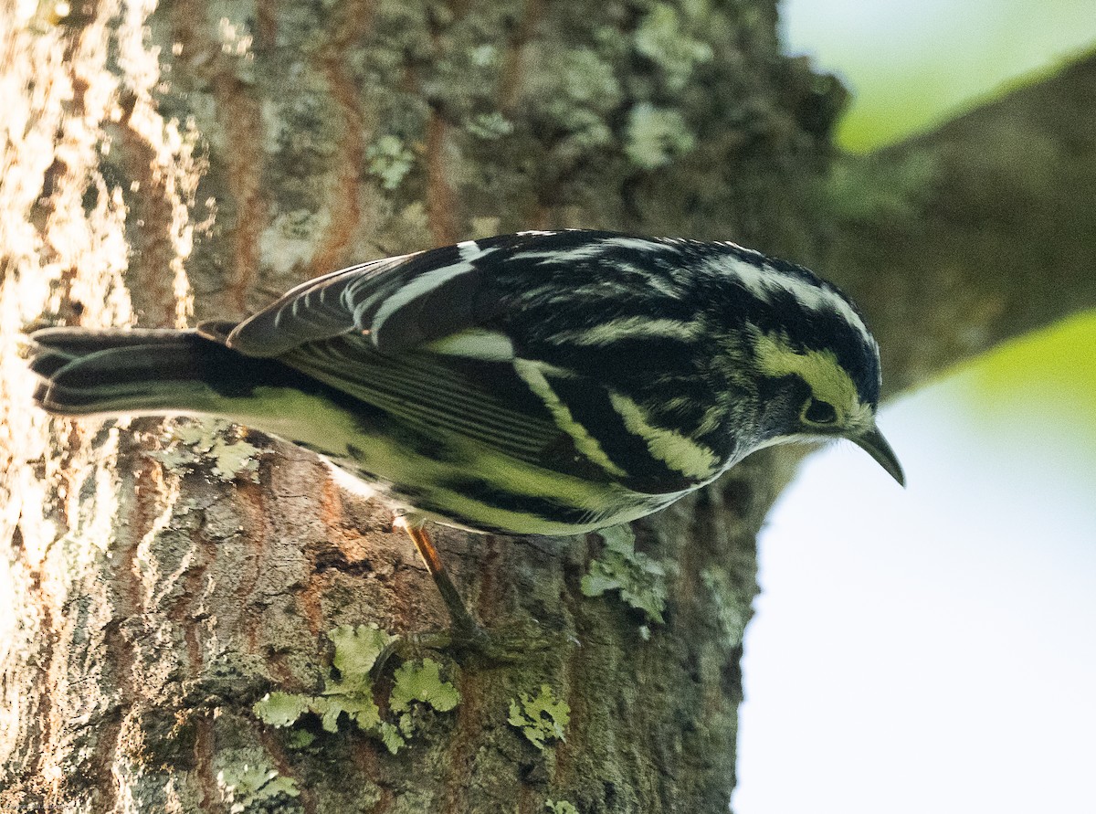 Black-and-white Warbler - ML617928253