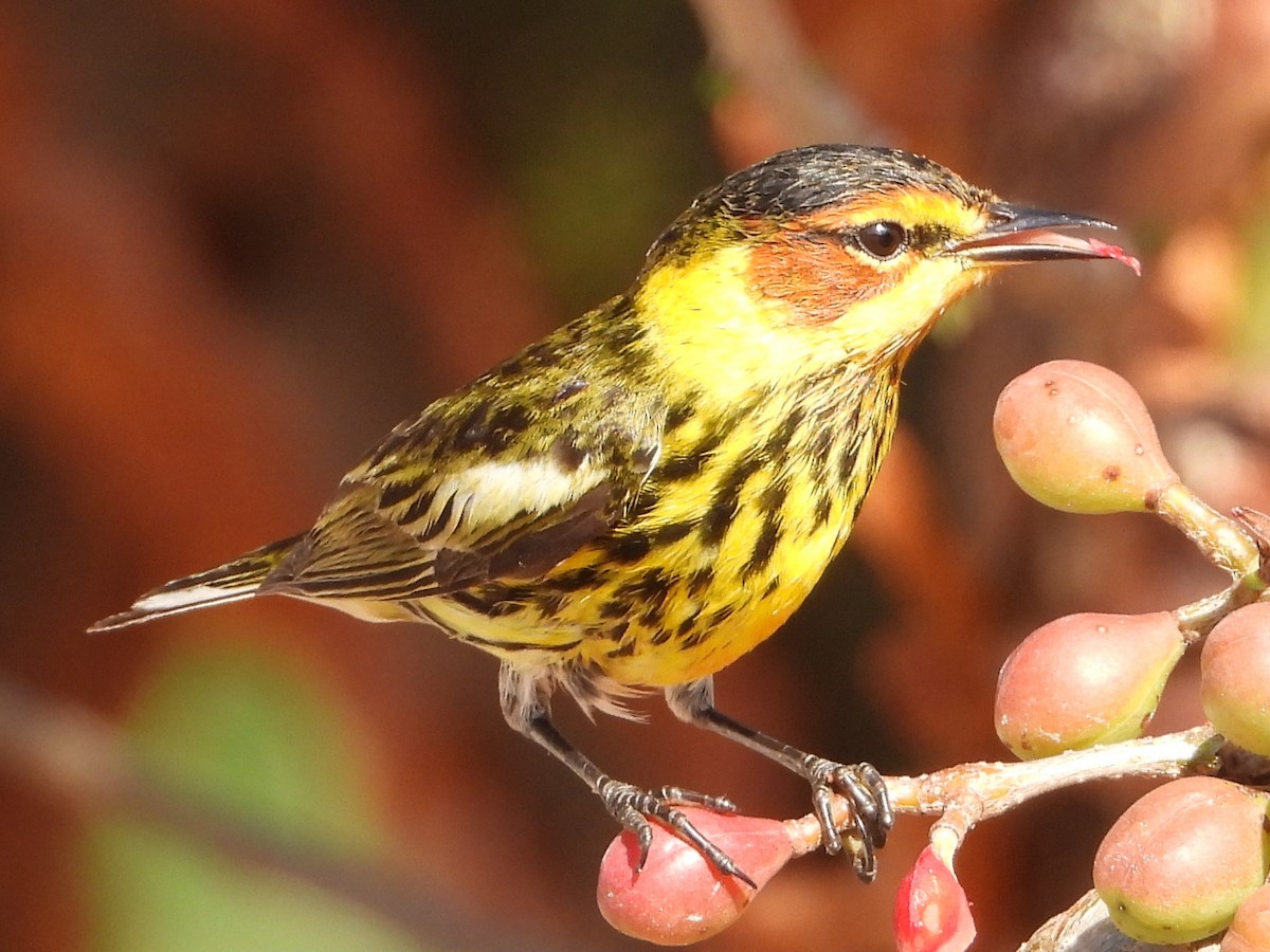 Cape May Warbler - ML617928276