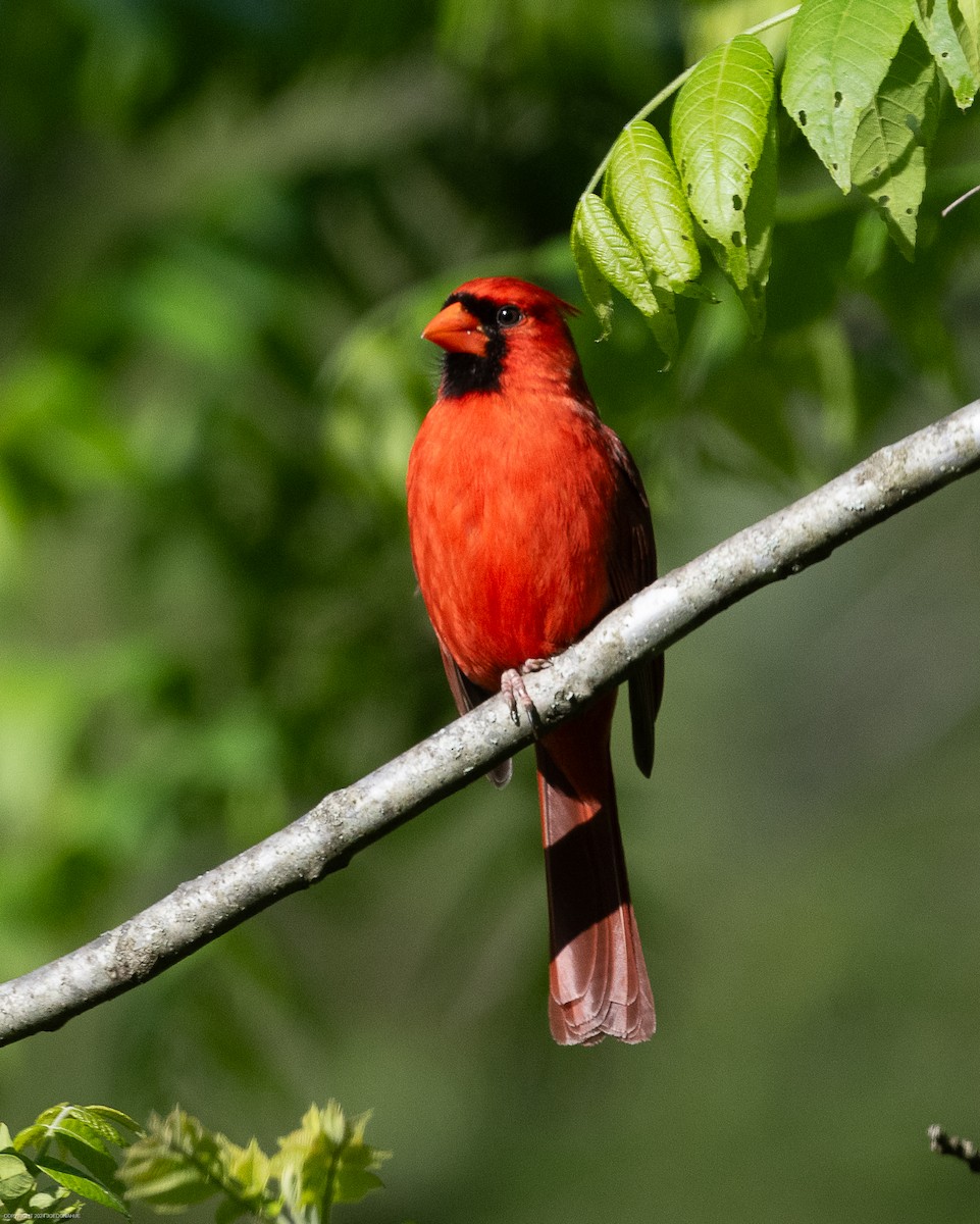 Cardinal rouge - ML617928279